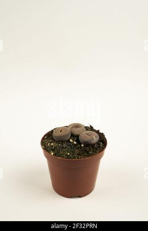 lithops pseudotruncatella in pentola con sfondo bianco, vista dall'alto Foto Stock