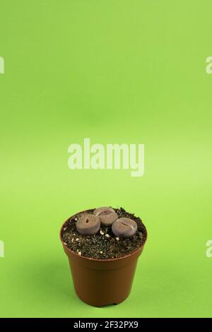 lithops pseudotruncatella in vaso con sfondo verde, vista dall'alto Foto Stock