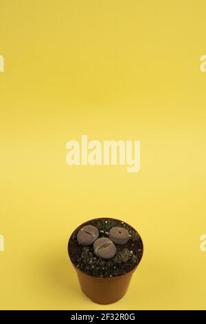 lithops pseudotruncatella in pentola con sfondo giallo, vista dall'alto Foto Stock