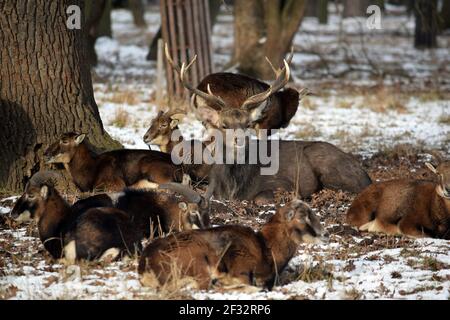 Mandria di Mouflons con cervo Dybowskii sdraiato Foto Stock