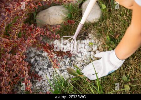 Donna lavora con mini rastrello in giardino, rimuove le erbacce, taglia attraverso piante e fiori. Foto Stock