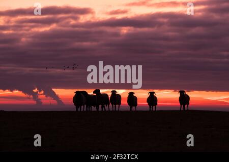 Pecore e agnelli all'alba al tramonto all'orizzonte lotti di colori Foto Stock