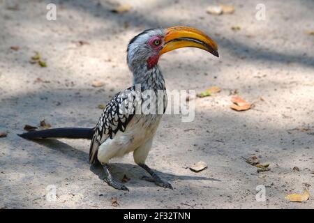 La becco gialla senza paura (Tockus leucomelas), un uccello con un grande becco che si verifica in Sud Africa, Botswana Foto Stock