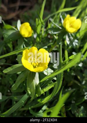 Inverno Aconites Eranthis Hyemalis, araldi di primavera Foto Stock