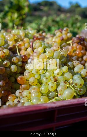 Avvio del processo di vinificazione, vendemmia di uve bianche Vermentino o Rolle su vigneti nelle Cotes de Provence, regione Provence, a sud della Francia c Foto Stock