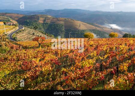 Colorato paesaggio autunnale della più antica regione vinicola del mondo Valle del Douro in Portogallo, diverse varietà di vitigni coltivati su vigneti terrazzati, pr Foto Stock