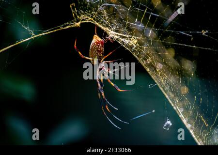 Un unico grande ragno orb in attesa sul suo web Foto Stock