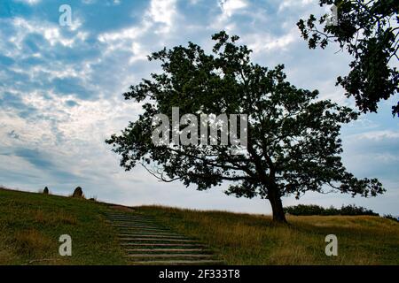 Albero monumento a Lindholm hoje viking parco e museo, Danimarca Foto Stock