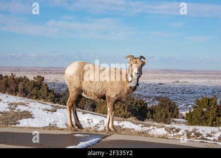 Pecore Bighorn nel Badlands National Park, South Dakota, U.S.A Foto Stock