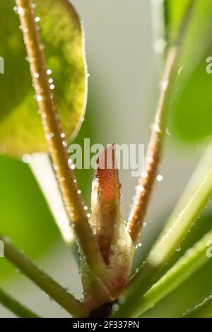 Macro shot di pianta di Pilea peperomioides in terracotta, foglie verdi coperte di gocce d'acqua Foto Stock