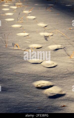 Piste di leoni di montagna nella neve. Yaak Valley nelle Purcell Mountains, Montana nord-occidentale. (Foto di Randy Beacham) Foto Stock