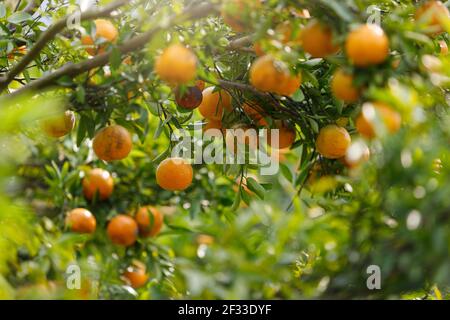 Arance mature appese sul ramo al giardino tangerino Foto Stock