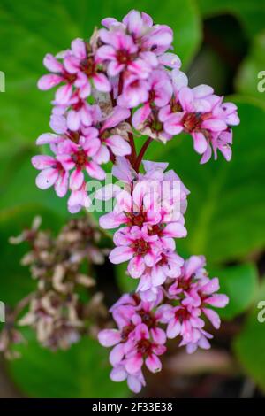 Bergenia crassifolia, specie vegetali del genere Bergenia. Heartleaf bergenia, pelle bergenia, fiore d'inverno, orecchie di elefante, badan, pigsqueak, Tè Siberiano. Foto Stock