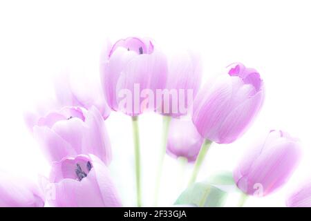 Bella tulip artificiale fiori, elevato la chiave astratta e morbida stile di colore per lo sfondo Foto Stock