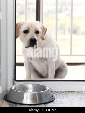Il cucciolo di Labrador affamato guarda attraverso una porta aperta, in attesa che il suo proprietario venga a nutrirlo. Foto Stock