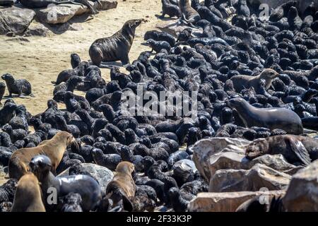 Colonia di foche vicino a capo croce in namibia Foto Stock