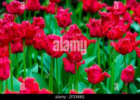 Terry tulipano frangiato rosso in un giardino su letto di fiori Foto Stock