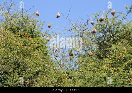 Nidi di tessitori costruiti in un albero di spina verde Foto Stock