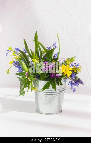 Un bouquet di gocce di neve blu, primule gialle in un secchio metallico su sfondo bianco di legno. Il concetto di primavera, primi fiori, umore soleggiato. Vertic Foto Stock