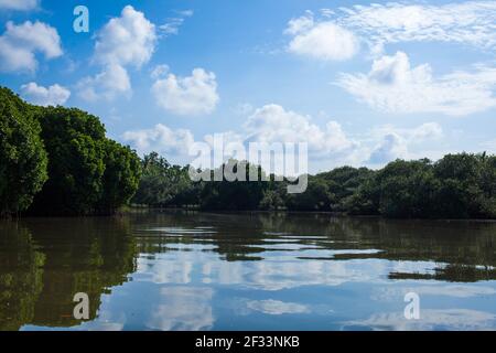 mangrovie in kerala kadalundi Foto Stock