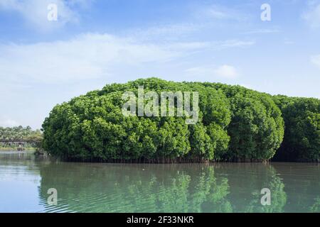 mangrovie in kerala kadalundi Foto Stock