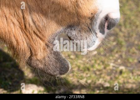 Vista laterale della bocca e delle labbra di un singolo cavallo di castagno con blaze bianche. L'animale sta masticando e la sua bocca è aperta. Profondità di campo ridotta Foto Stock