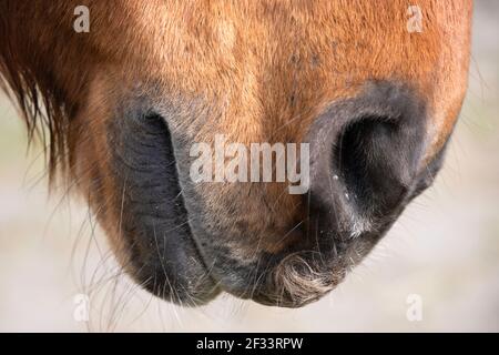 Vista laterale di un naso, labbra e bocca di un singolo cavallo marrone. Mettere a fuoco gli ascoltatori intorno alle labbra. Profondità di campo ridotta, sfondo sfocato chiaro Foto Stock