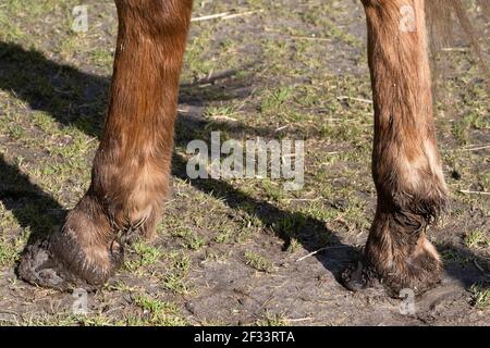 Fango sulle gambe inferiori di un cavallo marrone stand in un prato fangoso. Fango può portare a screpolatura e infiammazione della pelle Foto Stock