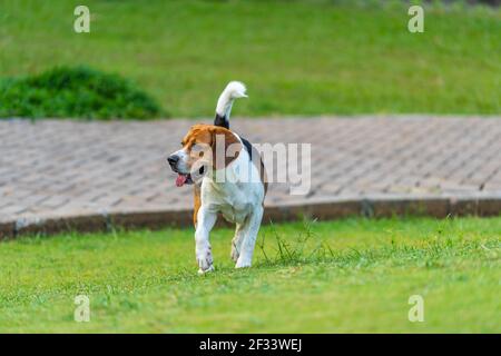 Un cane beagle che gioca sull'erba nel parco all'aperto Foto Stock