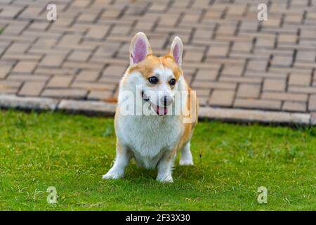 Ritratto dell'adorabile cane Corgi gallese Pembroke al parco Foto Stock