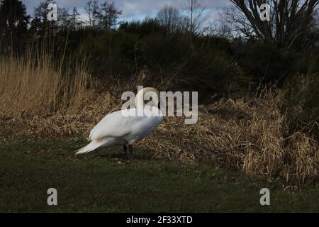 Swan in piedi accanto ad un lago su erba verde Foto Stock