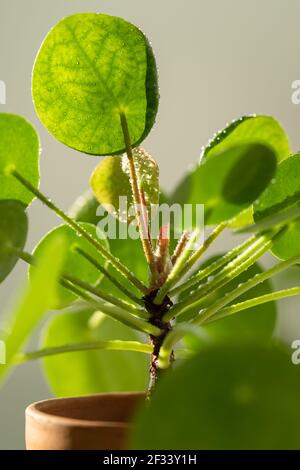 Macro shot di pianta di Pilea peperomioides in terracotta, foglie verdi coperte di gocce d'acqua Foto Stock