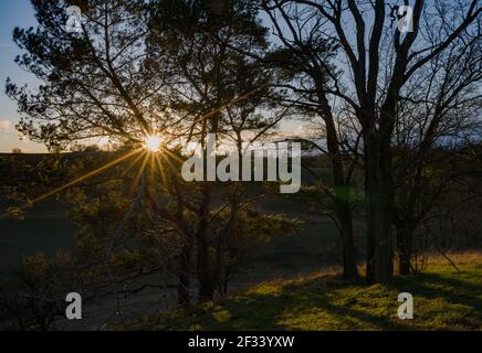 Mallnow, Germania. 13 Marzo 2021. Il sole del tardo pomeriggio splende attraverso gli alberi su una collina ai margini dell'Oderbruch, una regione nella parte orientale dello stato del Brandeburgo. Fiori Adonis fioriscono su questi pendii in primavera. Credit: Patrick Pleul/dpa-Zentralbild/ZB/dpa/Alamy Live News Foto Stock