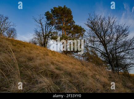 Mallnow, Germania. 13 Marzo 2021. Il sole del tardo pomeriggio splende su una collina ai margini dell'Oderbruch, una regione ad est dello stato del Brandeburgo. Fiori Adonis fioriscono su questi pendii in primavera. Credit: Patrick Pleul/dpa-Zentralbild/ZB/dpa/Alamy Live News Foto Stock