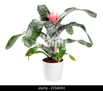 Pianta di Bromelia aechmea primera in vaso con la sua decorazione verde argento foglie variegate e un singolo fiore rosa spiroso in un contenitore isolato su wii Foto Stock