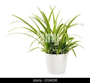 Foglie ornamentali a spada di una pianta di Chlorophytum lassum in vaso con margini variegati verdi e bianchi in un primo piano vista isolata su bianco Foto Stock