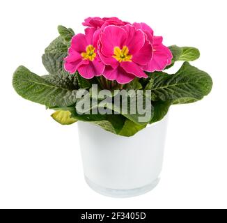 Pianta di Primula o Primula in vaso variegata di colore rosa e giallo con una rosetta di foglie verdi fresche in un lato vista isolata su bianco Foto Stock