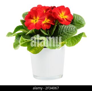 Primula o Primula in vaso rosso e giallo con foglie verdi fresche in una vista laterale su bianco, una popolare pianta casalinga primaverile ed estiva Foto Stock