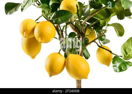 Primo piano sulla maturazione dei limoni gialli su un vaso ornamentale agrumi con le sue foglie verdi lucide su un lato vista isolata su bianco Foto Stock