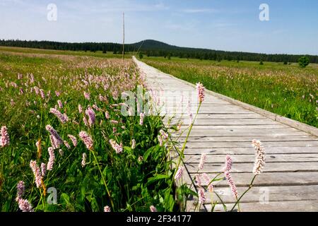Percorso attraverso la torbiera Bozi Dar, sentiero in legno della Repubblica Ceca Foto Stock