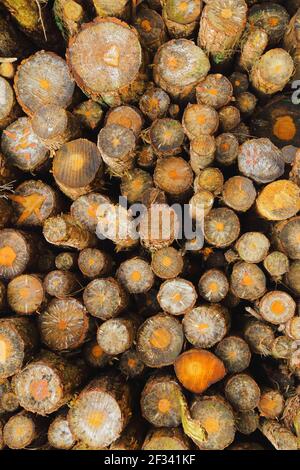 Accede alla foresta di Trinity Hill, East Devon Foto Stock