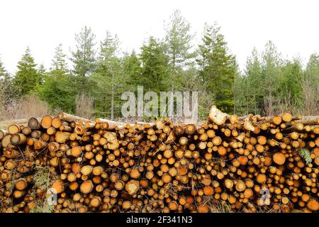 Accede alla foresta di Trinity Hill, East Devon Foto Stock