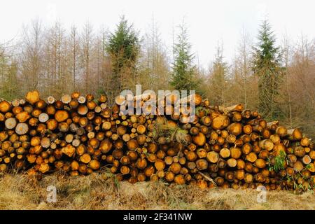 Accede alla foresta di Trinity Hill, East Devon Foto Stock