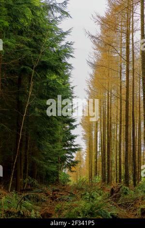 Accede alla foresta di Trinity Hill, East Devon Foto Stock