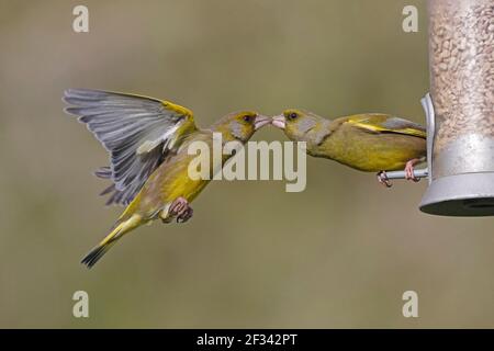 Due Greenfinch europei in una foresta di Dean UK Foto Stock