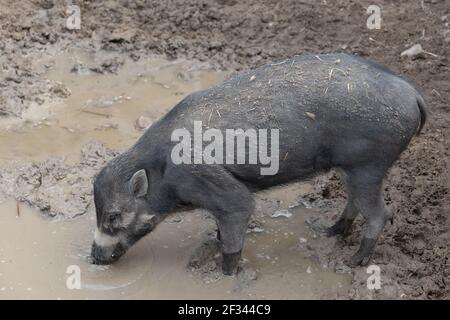 Suino verruca (Sus cebifrons) specie minacciate di estinzione nel genere suino (Sus), famiglia: Suidae, regione: Filippine Foto Stock