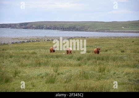 Highland Cattle, Isle of Lewis, Western Isles Foto Stock