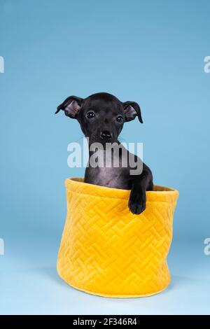 Nero italiano levriero cucito in un cesto giallo contro uno sfondo blu Foto Stock