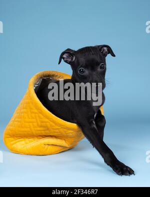 Nero italiano levriero cucito in un cesto giallo contro uno sfondo blu Foto Stock