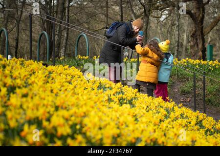 Cardiff, Galles, Regno Unito. 13 marzo 2021. Nella foto: Una giovane madre mostra le foto dei bambini sul suo telefono circondato da narcisi a Bute Park, Cardiff. / Wal Foto Stock